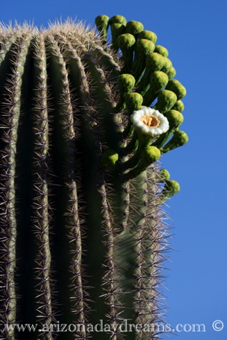 Saguaro Flower 3
Tonto National Forest, Rio Verde, AZ. Saguaro Flower 3
Tonto National Forest, Rio Verde, AZ.